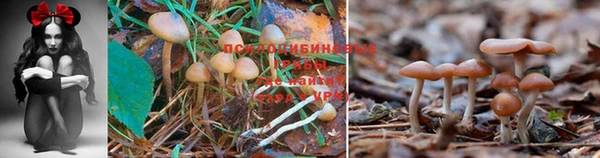 стафф Горнозаводск